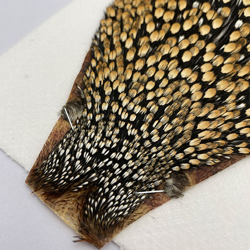 CANAL社 ジャングルコック（No.1）