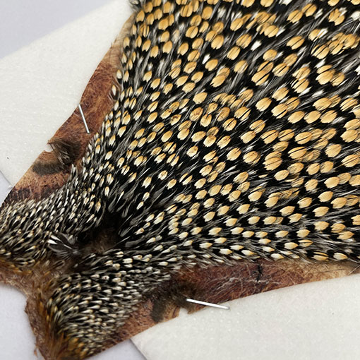 CANAL社 ジャングルコック（No.2）