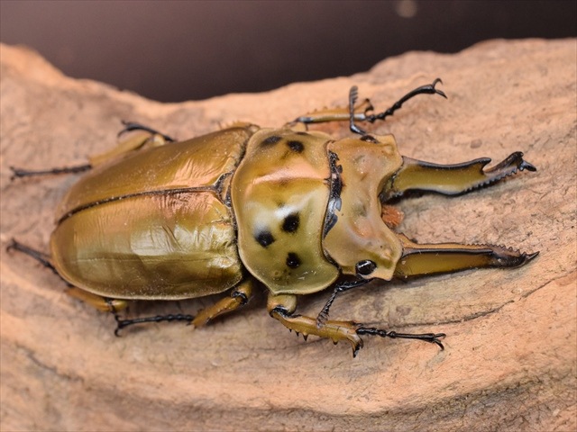 標本用】ババオウゴンオニクワガタ♂75mm | 標本用死虫 | 極