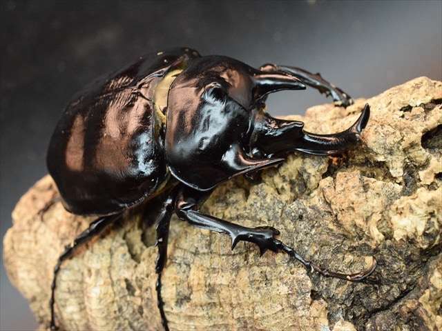 大型ペア】アクティオンゾウカブト（アクタエオンゾウカブト）【新成虫