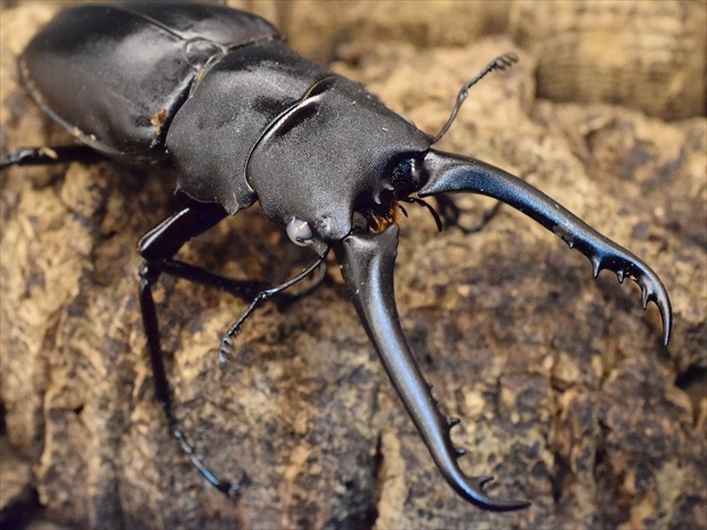 ホワイトアイ血統】ギラファノコギリクワガタ83mmペア | 外国産