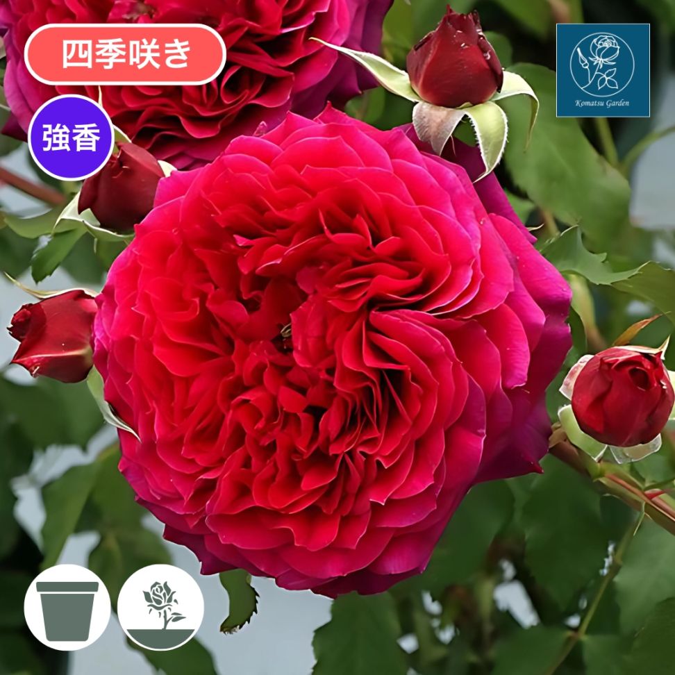 バラ苗 大苗 2026 アンクレット Anklet 国産ノイバラ台木使用 | 大苗