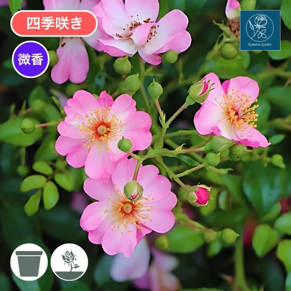 バラ苗 大苗 2026 リムセ 国産ノイバラ台木使用 | 大苗 2026 | コマツ