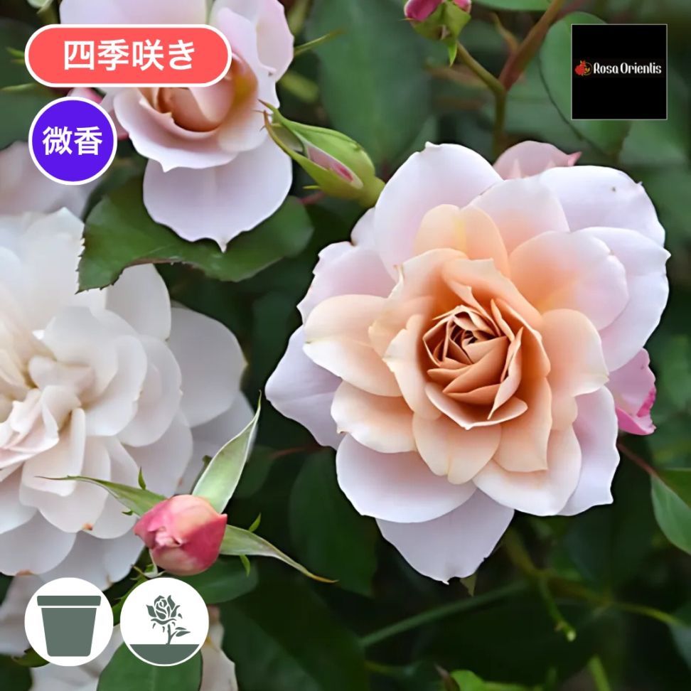 バラ苗 大苗 2026 うののさらら Unonosarara 国産ノイバラ台木使用