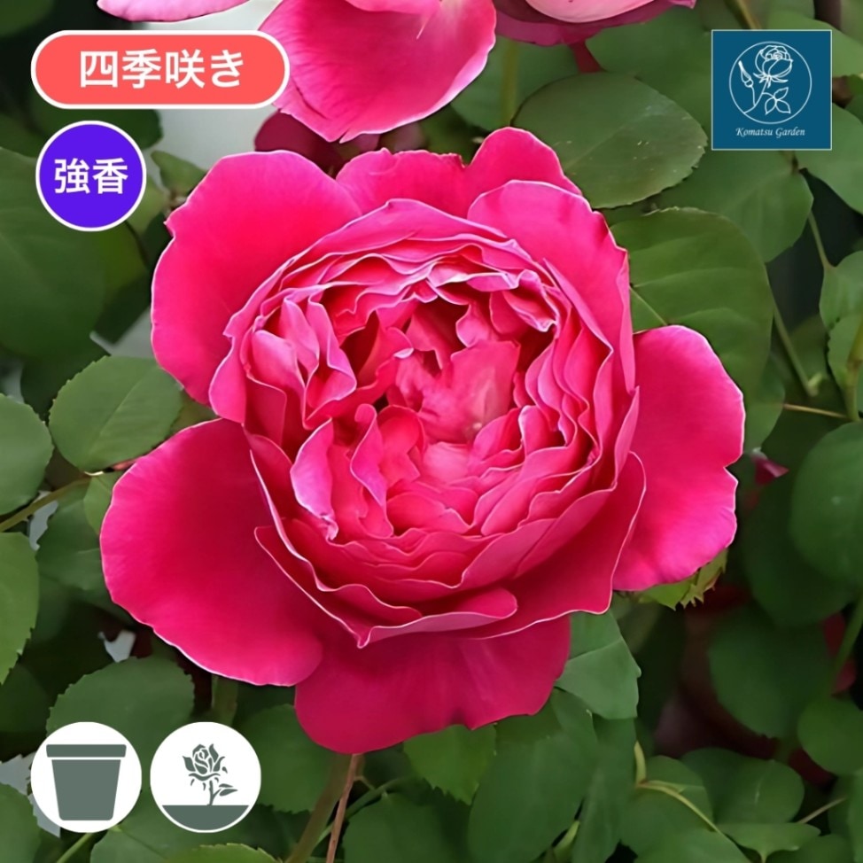 バラ苗 予約新苗 2026 イフ アイ フェル If I Fell 国産ノイバラ台木