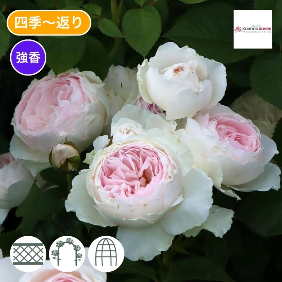 バラ苗 予約新苗 2026 クリスティアーナ Christiana 国産ノイバラ台木