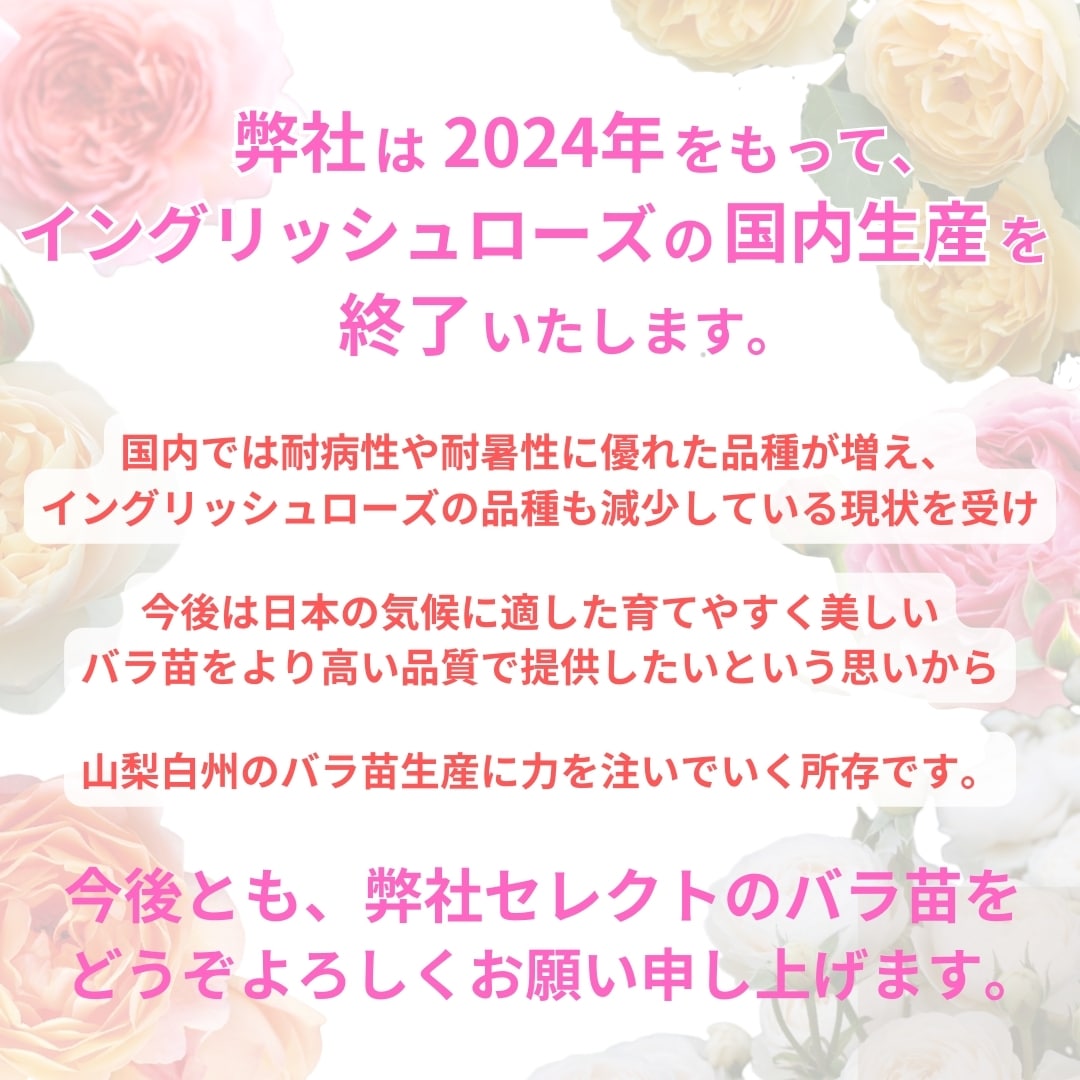 バラ苗 図鑑 ウィンチェスター キャシードラル Winchester Cathedral