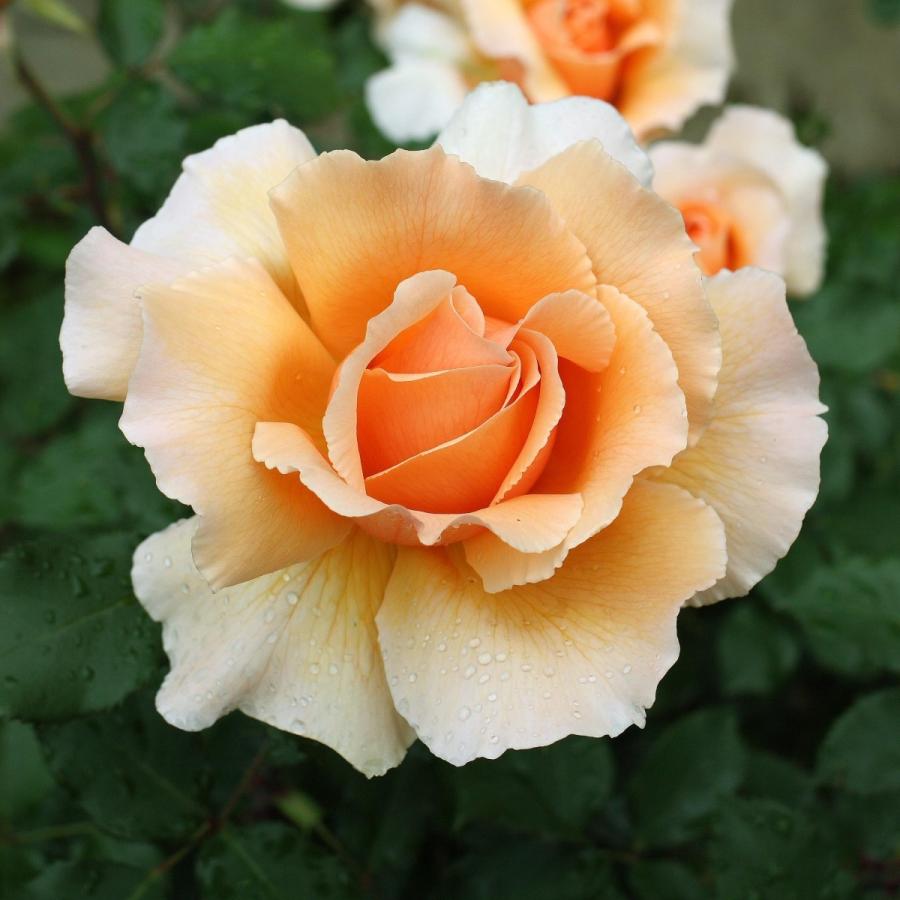 バラ苗 大苗 2026 ジャストジョーイ Just Joey 国産ノイバラ台木使用