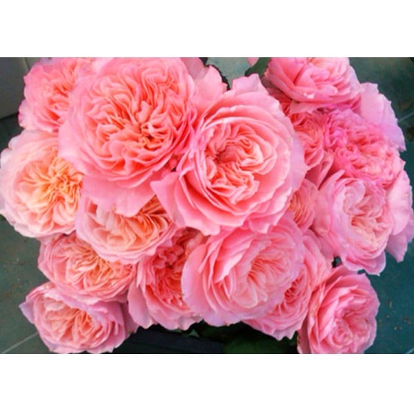 バラ苗 図鑑 せん Sen 国産ノイバラ台木使用 | 京阪園芸 | コマツ