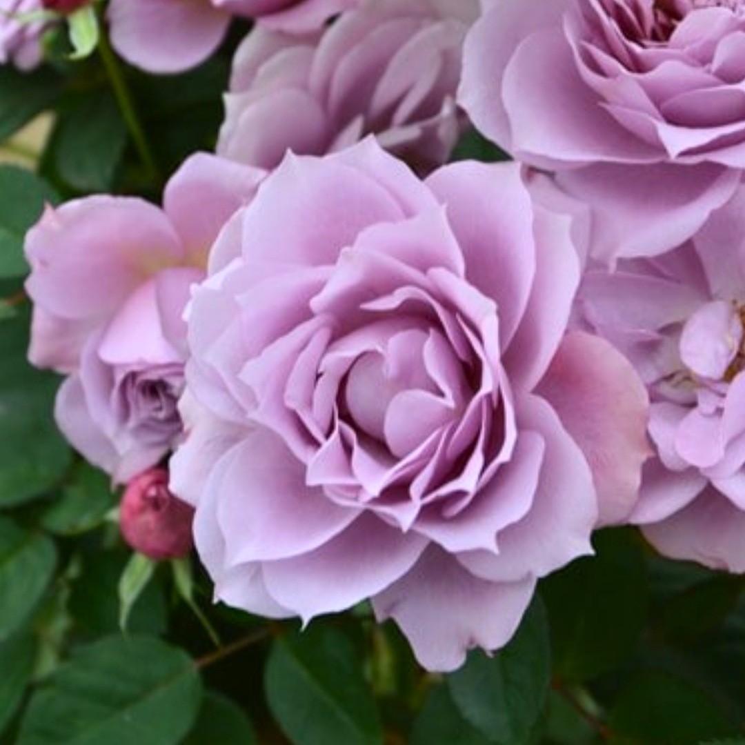 バラ苗 予約新苗 2026 紫式部 むらさきしきぶ Murasaki Shikibu 国産