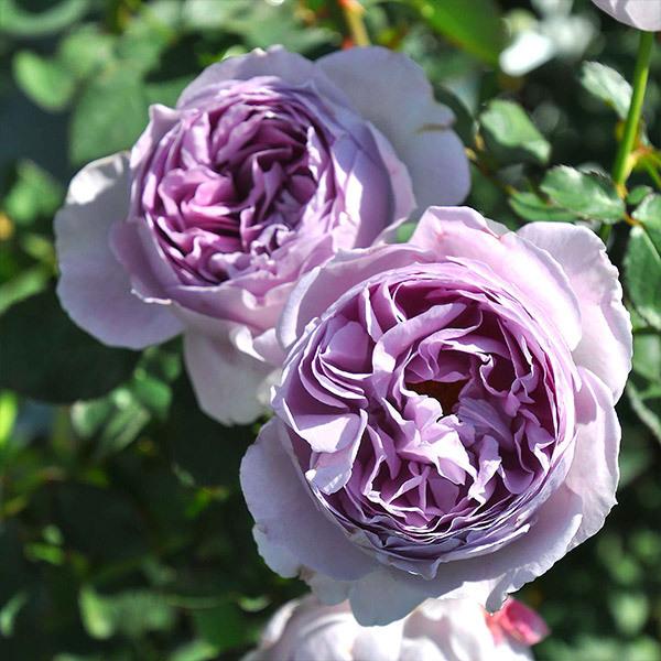 バラ苗 予約新苗 2026 リラ Lilas 国産ノイバラ台木使用 | 予約新苗