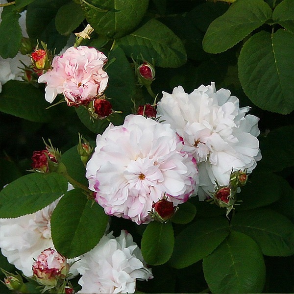 バラ苗 図鑑 レダ Léda 国産ノイバラ台木使用 | すべての商品 | コマツ