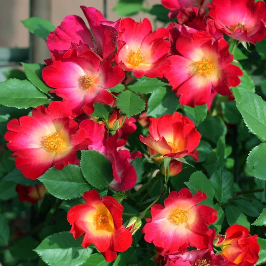 1_000000004707.jpg?1755145405