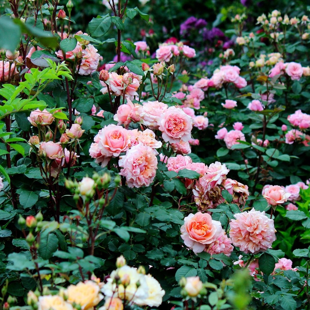 バラ苗 予約新苗 2026 ザビエル デ フライシネッテ Xevier de