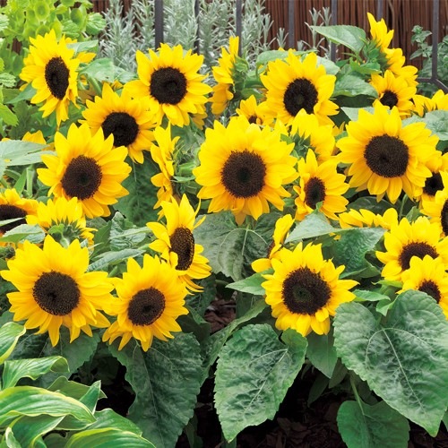 タキイ種苗 NL徳用 ミニひまわり F1スマイルラッシュ ひまわり種子小袋