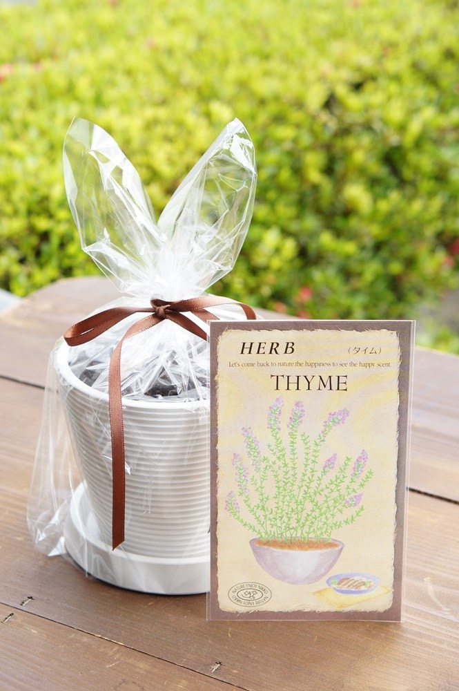 ハーブ栽培セット「タイム」 | 【ガーデニング用品】,【栽培セット