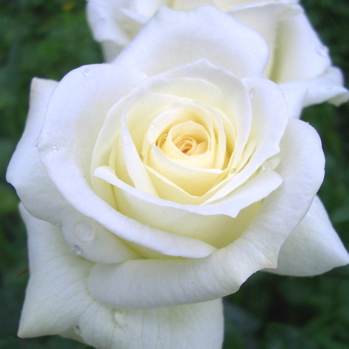 ROSE NURSERY MIZUTANI 有限会社水谷農園｜薔薇苗の生産業者販売サイト