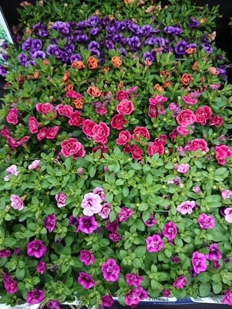 カリブラコア 'ティフォシーダブル' 紫色 エレガンスシリーズ 一年草