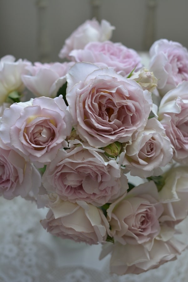 ポール・ネイロン（大苗）7号鉢植え バラ苗 オールドローズ