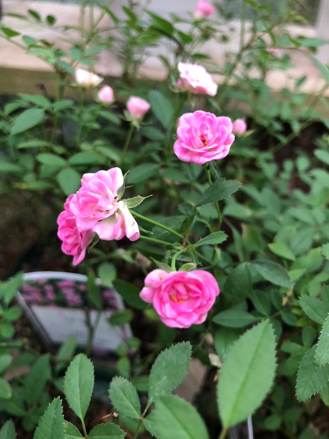 ハンス・ゲーネバイン（大苗）7号鉢植え バラ苗 《農林水産省 登録品種