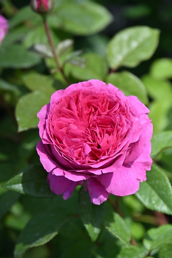 ローズ・ブルイィ（大苗）7号鉢植え バラ苗 《契約品種》 繰り返し咲き