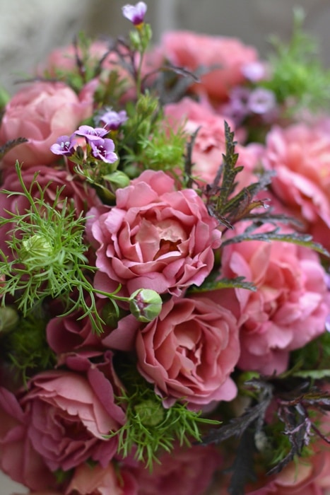 プラム・パーフェクト（大苗）7号鉢植え バラ苗 《農林水産省 登録品種