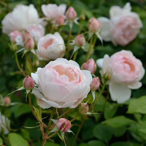 マダム・フィガロ（大苗）7号鉢植え バラ苗 《農林水産省 登録品種