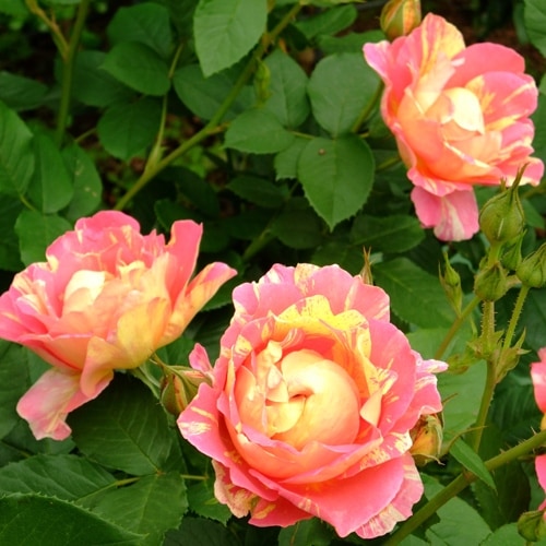 ザ・キングズ・ローズ(Ausa27a16)（大苗）7号鉢植え イングリッシュ