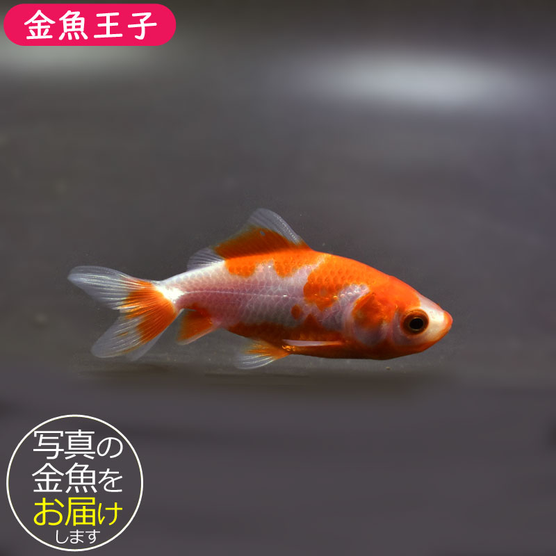 金魚王子】更紗三ツ尾和金 7.5～8cm前後 (個体番号：cde578) 金魚