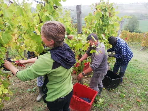 テヌータ・フォルナーチェ “ペパリーノ”プロヴィンチャ・ディ