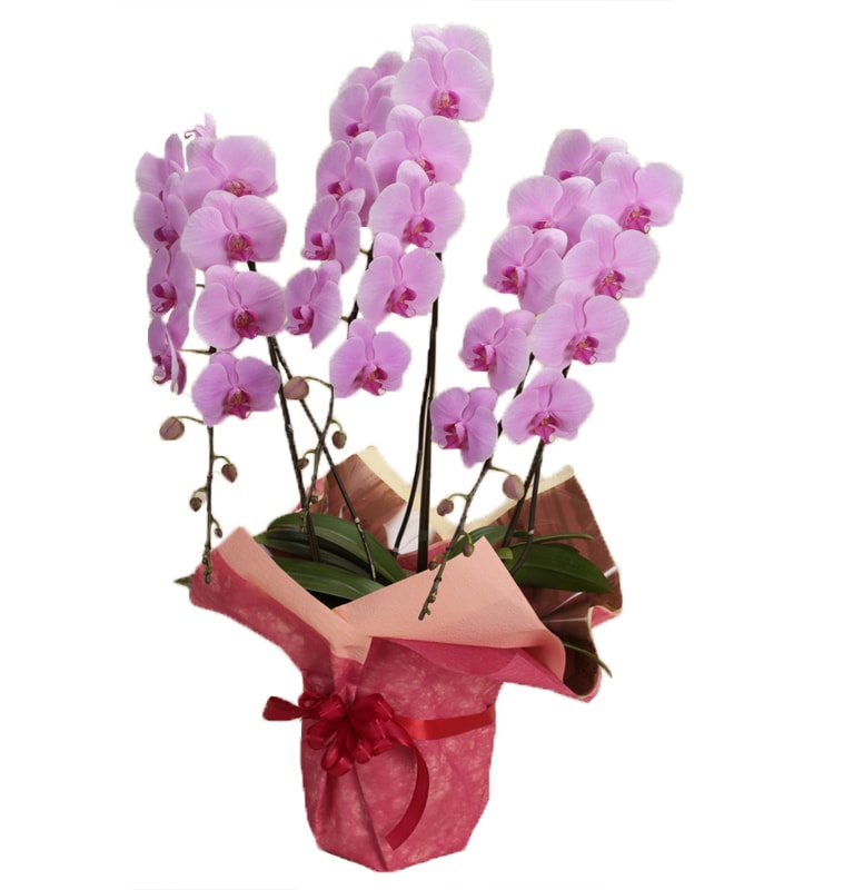 胡蝶蘭3本立ピンク | デザイン,胡蝶蘭 | 花工場（吉田園）|母の日の