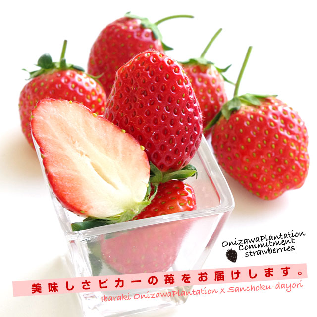茨城県産 鬼澤農園のこだわりいちご (ステビア栽培 栃乙女) 合計1キロ