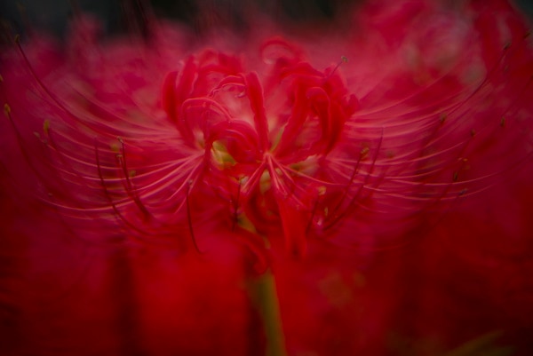 中一光学 CREATOR 135mm F2.8 II 単焦点レンズ | 焦点工房オンラインストア