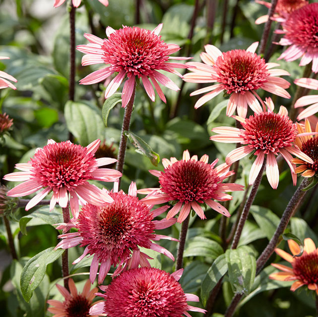 エキナセア「ラズベリー・トラッフル」 5号(15cm)ポット | | 宿根草