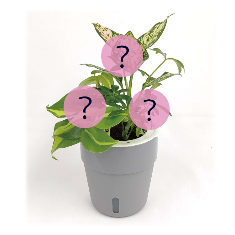底面給水POT】POT-Z 寄せ植えセット（選べるPOTカラー・植物お任せ
