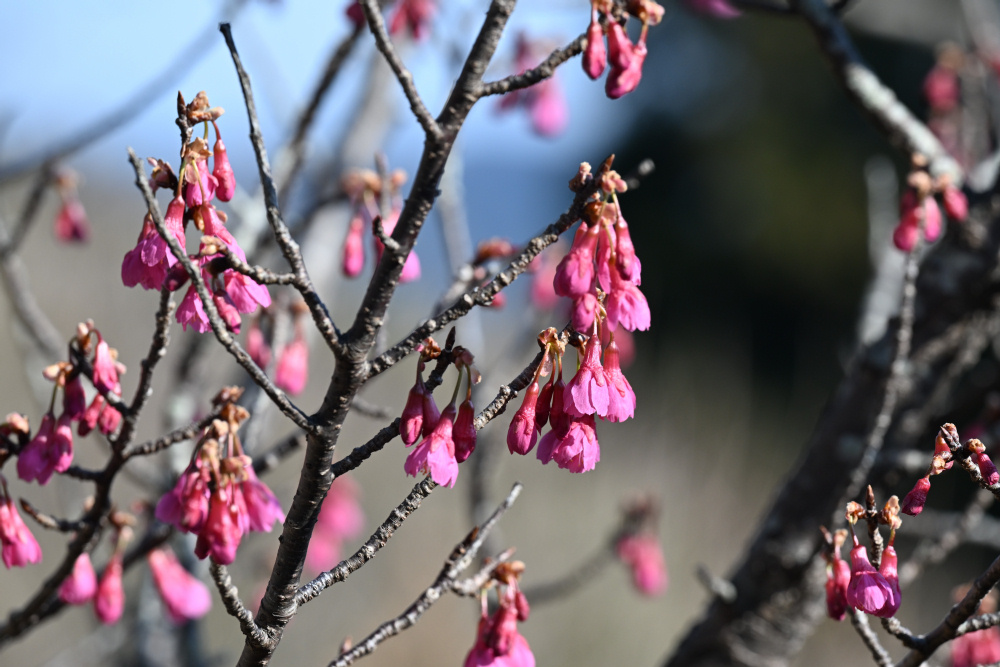 早咲きの桜が咲いています（2/20更新） | 見ごろの植物