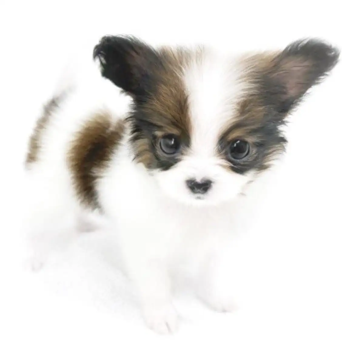 パピヨン | ペットショップ マルワン 小さめ子犬 美形な子猫 初心者