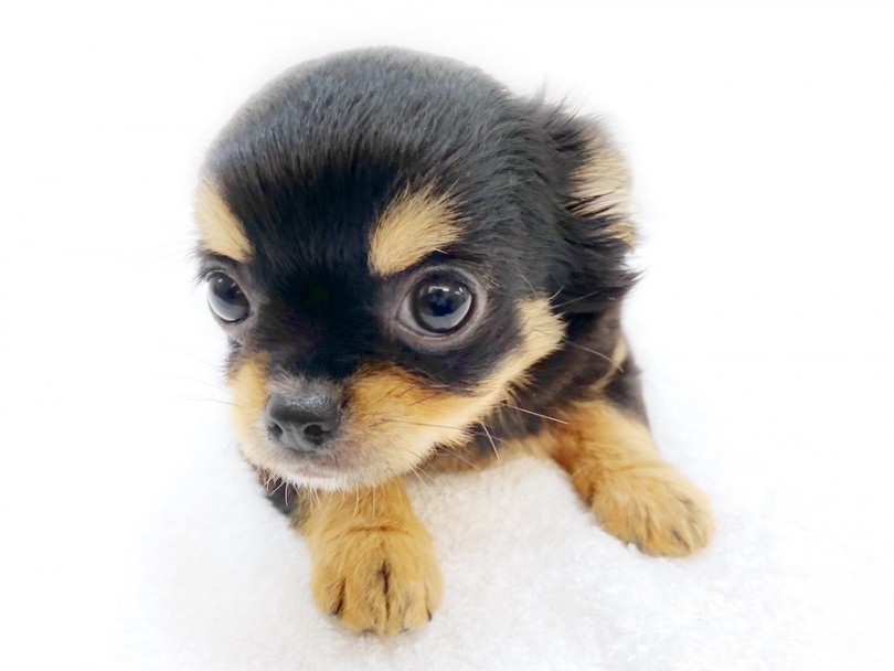 チワワ 】王道のブラックタン！多頭飼いユーザー必見のスーパーレディ