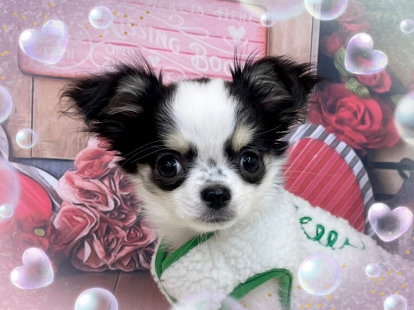 チワワ 】NT店のパンダ模様の美少女チワワちゃん | マルワンBLOG