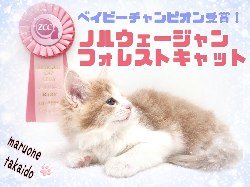 ノルウェージャンフォレストキャット 】激レア！良血統の甘えん坊