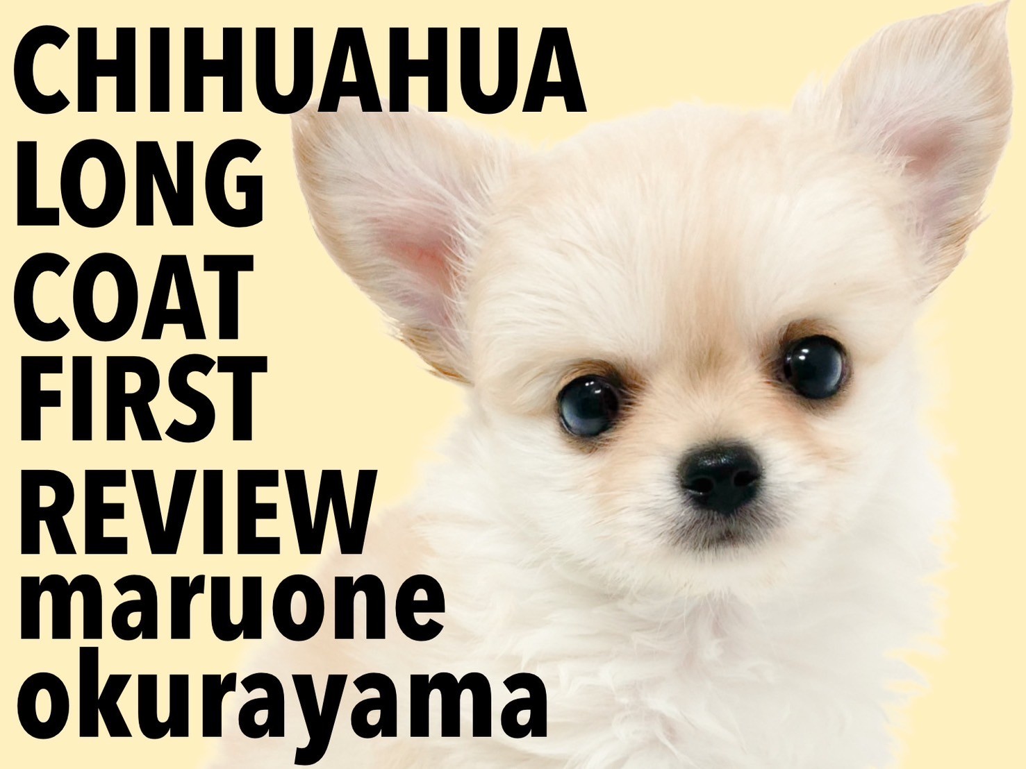 チワワ 】もっちりボディにズキュン！小さな天使は環境慣れも早かった