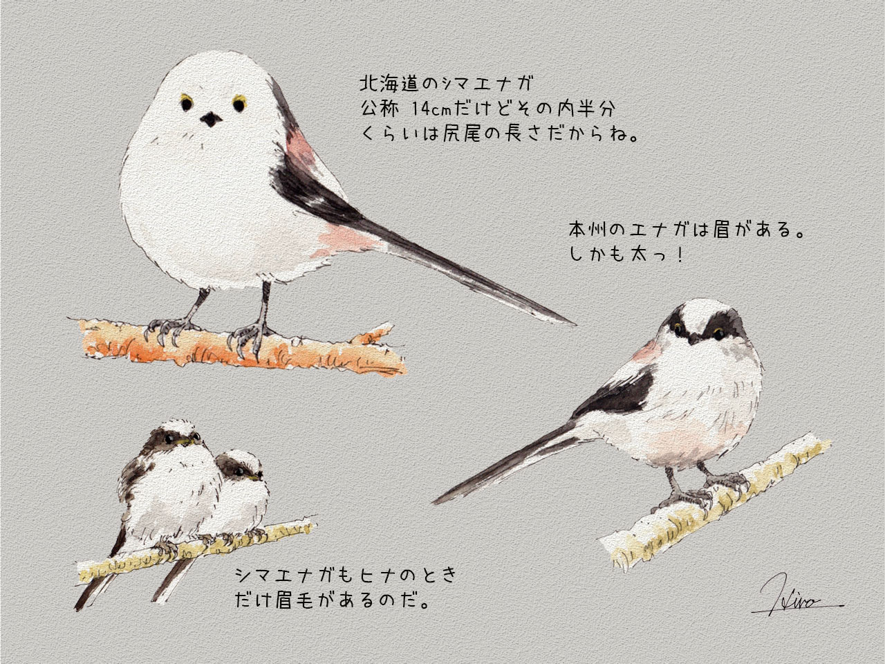 エゾリス通信 » NO.1アイドル シマエナガ