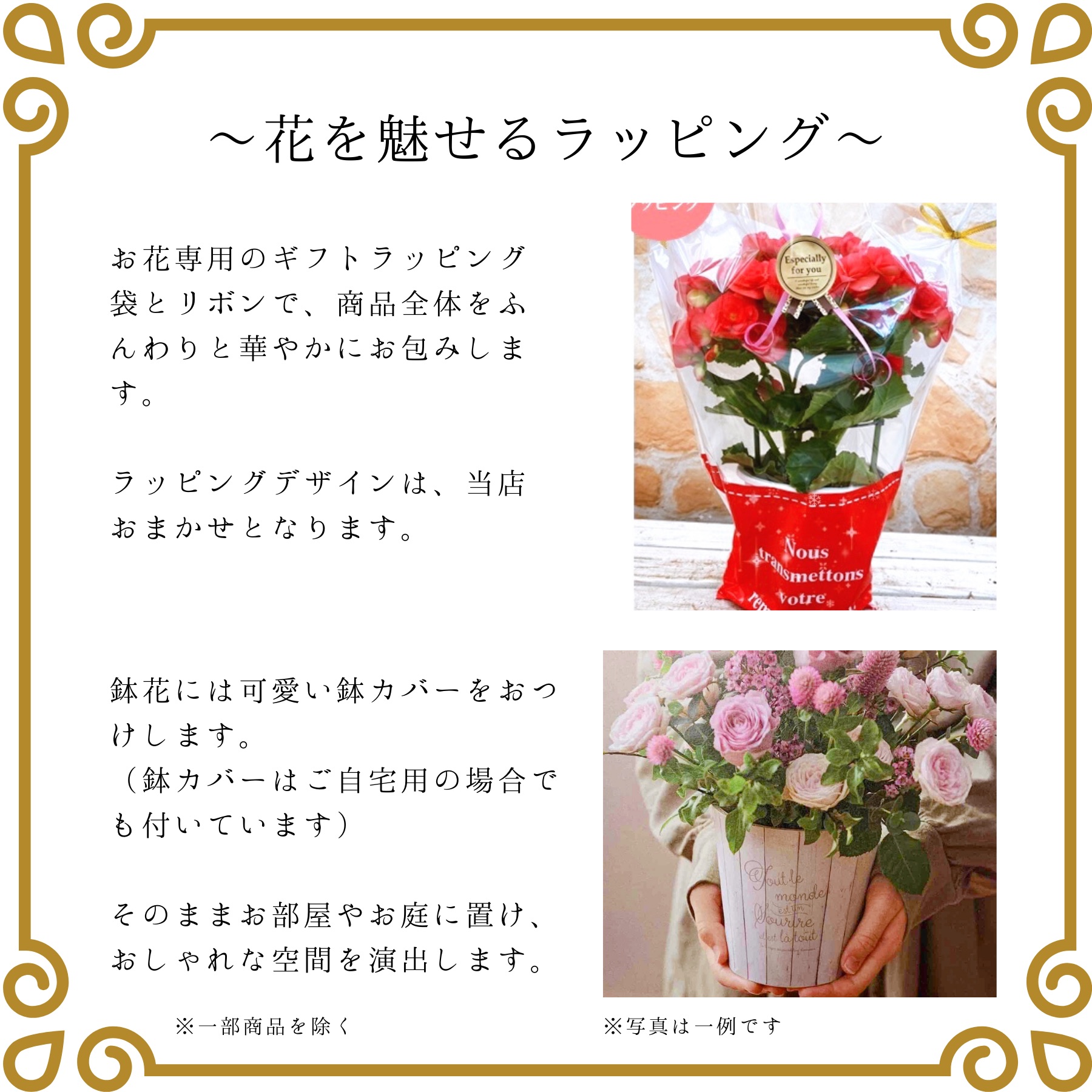 2026 母の日ギフト アジサイ サファイアクイーン 鉢植え 5号