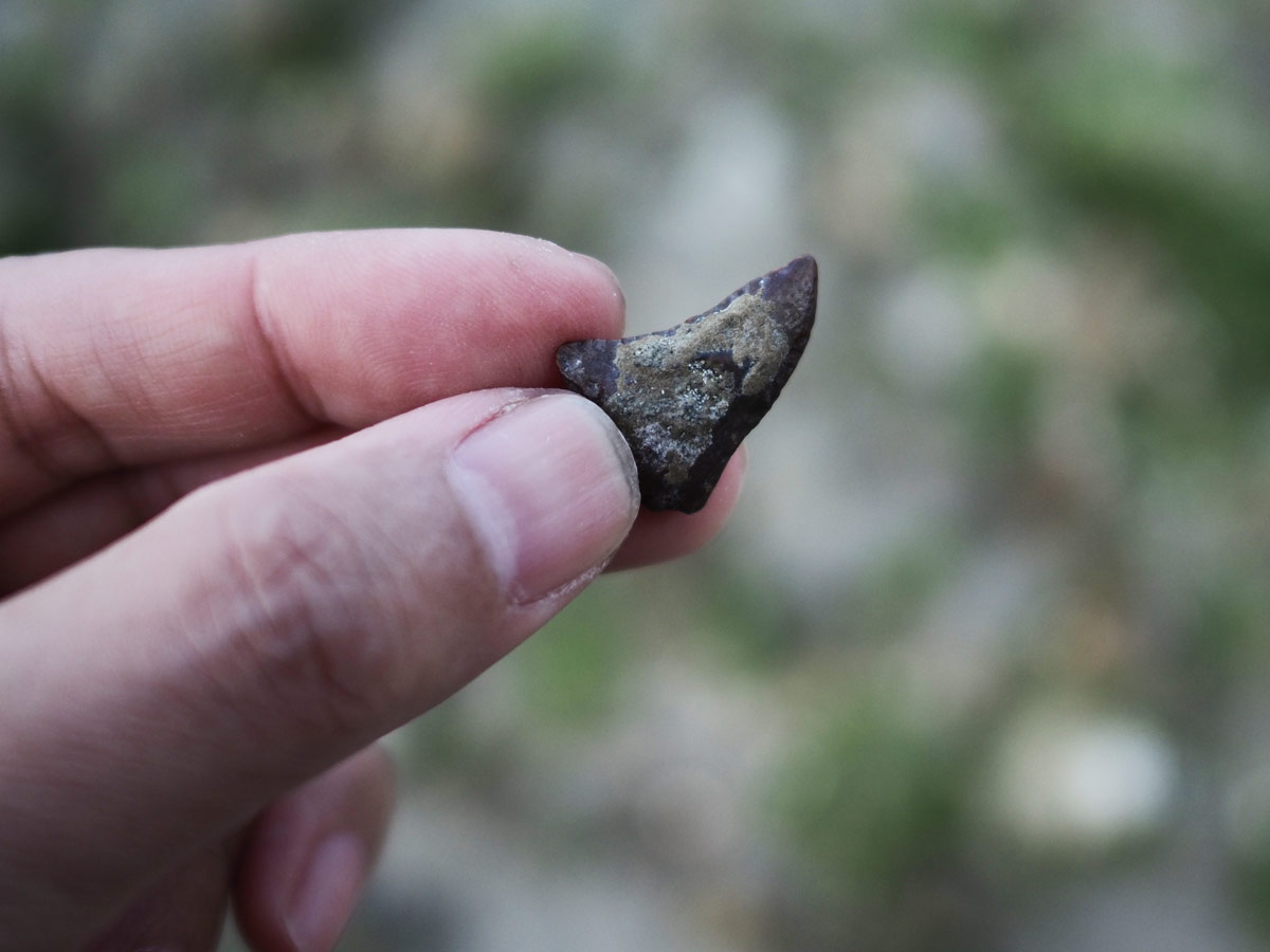 サメの歯化石とスッポンの骨 | 彩元堂：増永元 official site