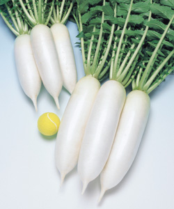 タキイ交配 三太郎 大根