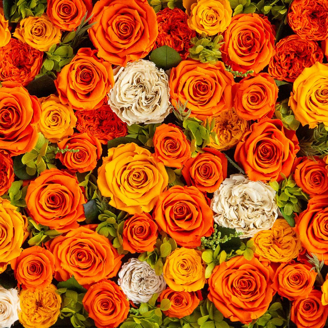 パナッシュ(W52-H37)/オレンジ60本 (プリザーブドフラワー) | 最高級