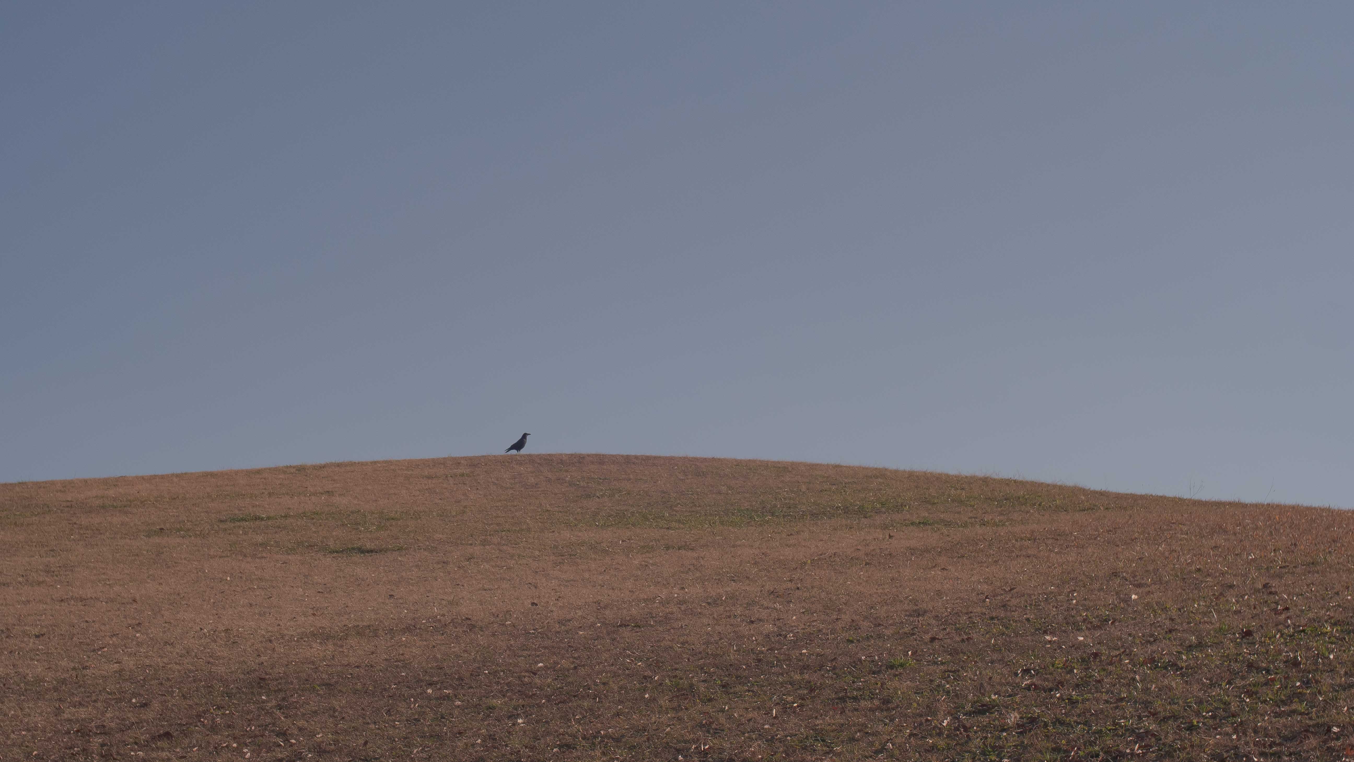 ぐるぐるボケ＆逆光耐性なさすぎ クセ強め MCヘリオス77M-4 50/1.8 M42