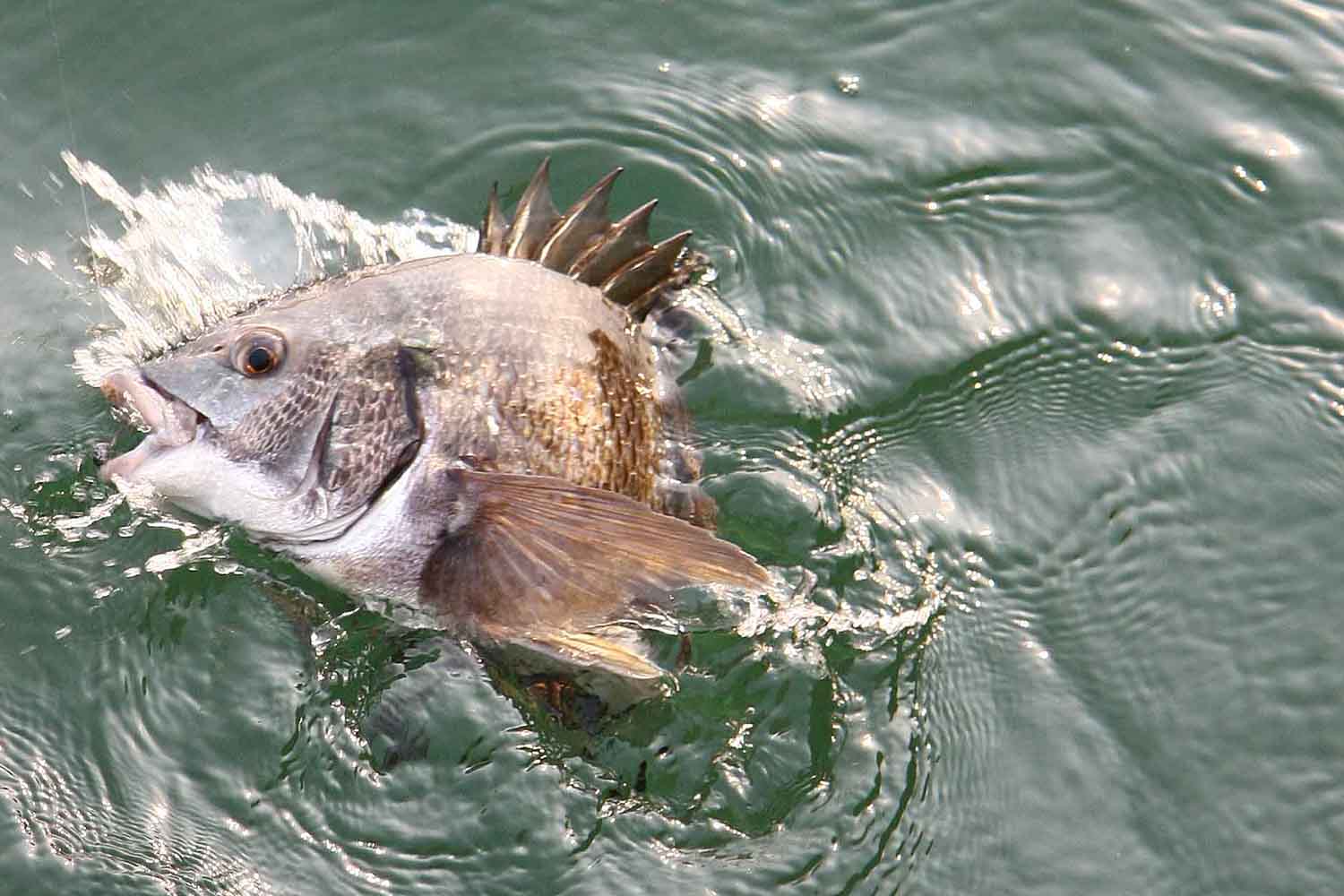 チヌ・フカセ釣りの悩みを解消!!｜チヌ竿0号の使い方のコツとは