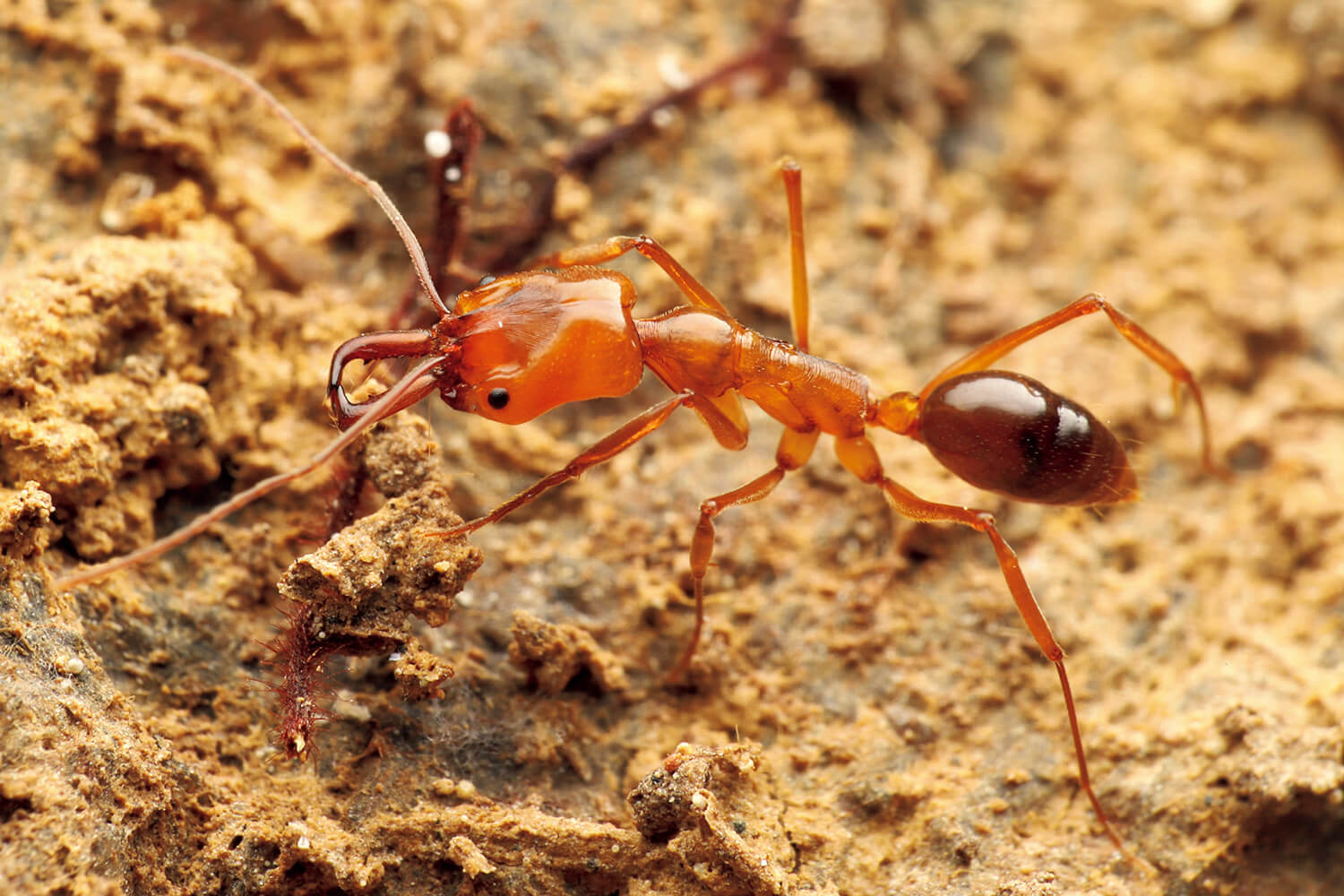 何時間でも眺めていられる、社会性昆虫・アリの巣。〈AntRoom〉島田拓