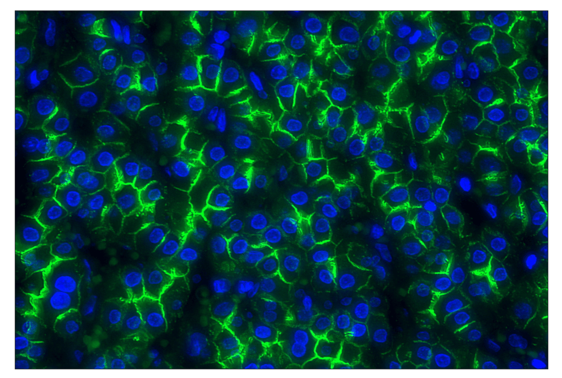 ZO-1 (D6L1E) Rabbit Monoclonal Antibody (Alexa Fluor® 647